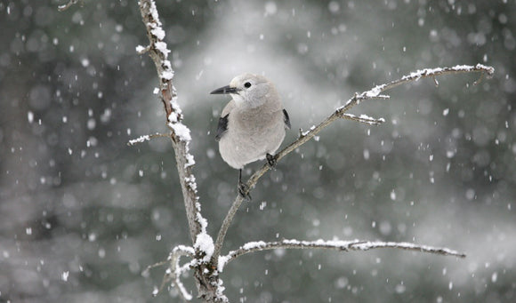 How Birds Survive Winter – And How We Can Help