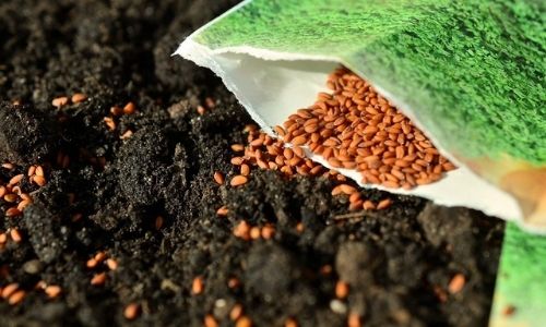10 Best Tips for Starting Seeds Indoors