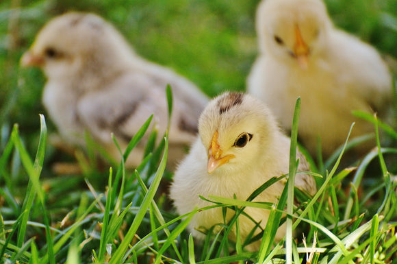 Raising Baby Chicks Can Be Easy, Even For The Inexperienced
