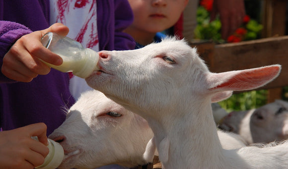 Tips on Bottle Feeding Calves, Lambs and Goats