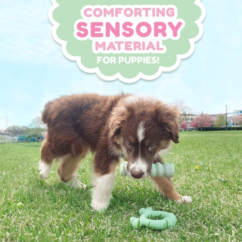 Nylabone Sensory Material Puppy Teething Ring (Small/Regular - Up to 25 lbs)