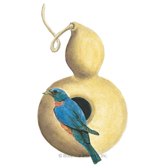 Botanical Interests Birdhouse Hard-Shelled Gourd Seeds