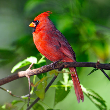 Wild Bird Feed & SuppliesA vibrant red cardinal with a pointed crest sits on a branch against a backdrop of lush green leaves, conveying a lively and serene atmosphere.