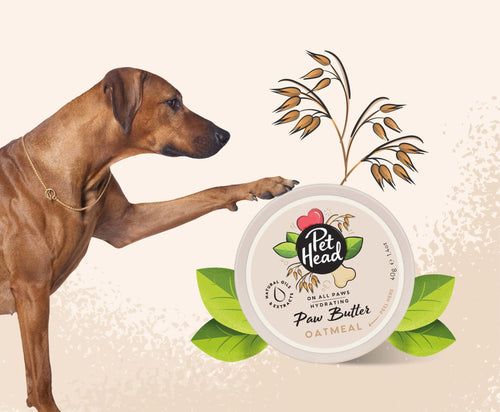 Pet Head Oatmeal Paw Butter for Dogs