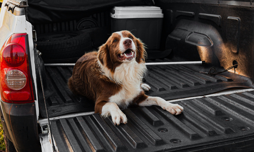 Dog in truck bed