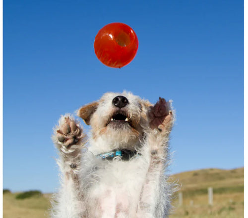 Bionic Ball Dog Toys