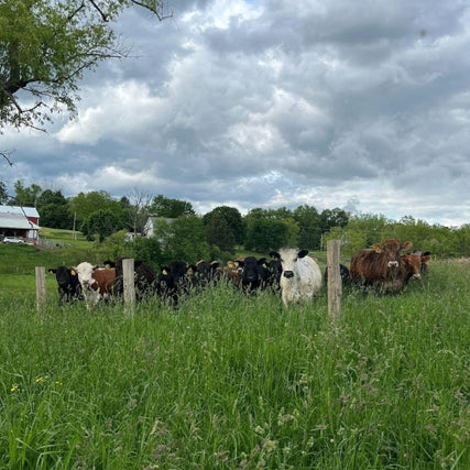 Livestock Feed & SuppliesA herd of cows gathers in a lush, green field. A few wooden fence posts stand among them. In the background, a red barn under a cloudy sky.