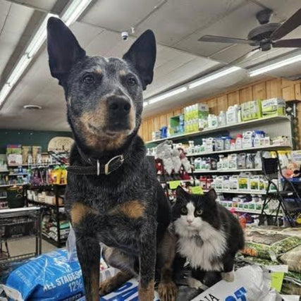 Pet Food & SuppliesA dog and a cat sit atop fertilizer bags in a store aisle. The dog looks attentive, while the cat is relaxed. Shelves filled with gardening supplies are in the background.