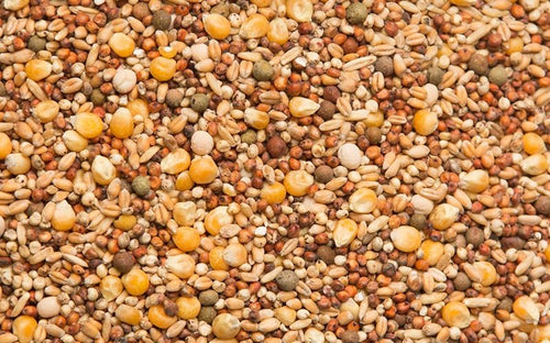 Purgrain Pigeon Economy 11% with Popcorn