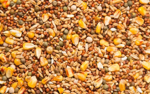 Purgrain Pigeon Feed 11% Economy SYC