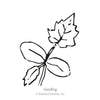 Botanical Interests Speckled Swan Hard-shelled Gourd Seeds