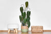 Bosmere Houseplant Trellis- 24 Scroll Pot Trellis