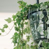 Curtis Wagner Plastics 10″ Hanging Basket Drip Pan