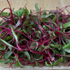 Seedway Detroit Dark Red Beet (Not Treated)
