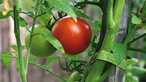 Velcro One Wrap Garden Tie