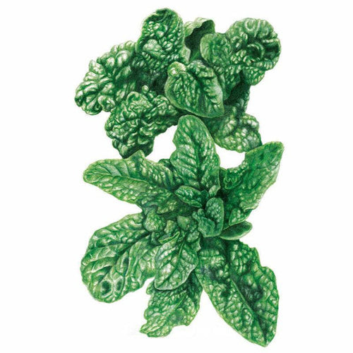Botanical Interests Bloomsdale Spinach Seeds