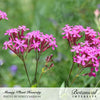 Botanical Interests Honesty Money Plant Seeds