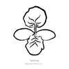 Botanical Interests Chiffon Summer Squash Seeds