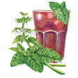 Botanical Interests Lemon Balm Seeds