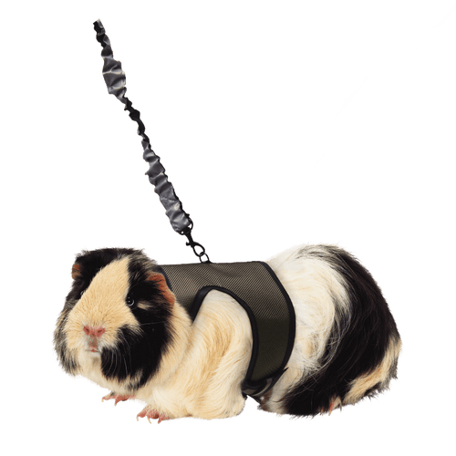 Kaytee Comfort Harness & Stretchy Leash