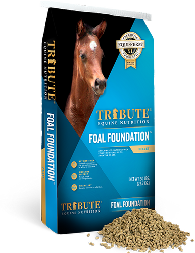 Tribute Foal Foundation™